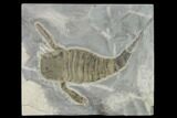 Eurypterus (Sea Scorpion) Fossil - New York #131494-1